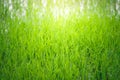 Soft focus blur Close up of yellow green rice field. Texture of Royalty Free Stock Photo