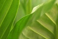 Soft focus blur green leaf copy space background Royalty Free Stock Photo