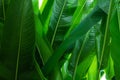 Soft focus blur green leaf texture background Natural wallpaper Royalty Free Stock Photo