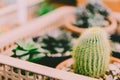 Soft focus Blur. Minimal creative still life cactus tropical background modern art, instagram style filter photo vintage tone Royalty Free Stock Photo