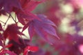 Soft focus blur red maple leaf. Nature background