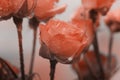 Soft focus blur red roses flower. Fog smoke nature horizontal copy space background Royalty Free Stock Photo