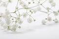 Soft focus blur white gypsophila flower petals. Fog smoke nature horizontal copy space background Royalty Free Stock Photo