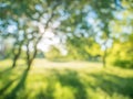 Soft focus blurred abstract background tree and grass in spring park Royalty Free Stock Photo