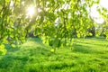 soft focus blurred abstract background tree and grass in spring park Royalty Free Stock Photo