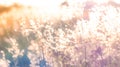 Soft focus blurred bokeh of sunlight through wild flowers grass field in sunrise and sunset background warm vintage tone Royalty Free Stock Photo