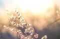 Soft focus blurred bokeh of sunlight through wild flowers grass field in sunrise and sunset background warm vintage tone Royalty Free Stock Photo