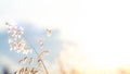 Soft focus blurred bokeh of sunlight through wild flowers grass field in sunrise and sunset background warm vintage tone Royalty Free Stock Photo