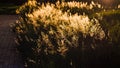 Soft focus blurred bokeh of sunlight through wild flowers grass field in sunrise and sunset background warm vintage tone Royalty Free Stock Photo