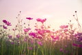 Soft focus and blurred cosmos flowers Royalty Free Stock Photo