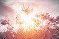 Soft focus and blurred cosmos flowers Royalty Free Stock Photo