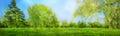 Soft focus blurred grass on meadow background and trees in spring park Royalty Free Stock Photo