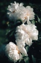 Soft focus blurred image of blooming treelike white peonies