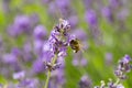 Soft focus bokeh background of Flowers and bee