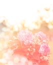 Soft focus of Bouquet of fresh pink white Carnation roses in the sunset