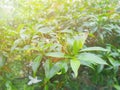 Soft Focus branch and leave with sunlight on nature background.