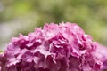 Soft focus of bunches of beautiful purple Hydrangea flowers blooming at a garden