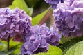 Soft focus of bunches of beautiful purple Hydrangea flowers blooming at a garden Royalty Free Stock Photo