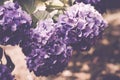 Soft focus of bunches of beautiful purple Hydrangea flowers blooming at a garden Royalty Free Stock Photo