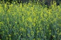 Soft focus cantonese vegetable flowers or false pak choi