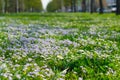 Soft focus carpet of Nemophila baby blue eyes flowers. Spring background. Copy space Royalty Free Stock Photo