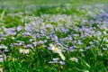 Soft focus carpet of Nemophila baby blue eyes flowers. Spring background. Copy space Royalty Free Stock Photo