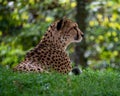 A cheetah on a lookout at the Aktiengesellschaft Cologne Zoological Garden in Germany Royalty Free Stock Photo