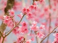 Soft focus Cherry Blossom or Sakura flower on blue sky background Royalty Free Stock Photo