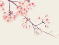 Soft focus Cherry Blossom or Sakura flower on nature background Royalty Free Stock Photo