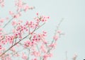 Soft focus Cherry Blossom or Sakura flower Royalty Free Stock Photo