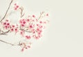 Soft focus Cherry Blossom or Sakura flower on nature background Royalty Free Stock Photo