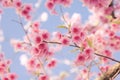 Soft focus Cherry Blossom or Sakura flower Royalty Free Stock Photo