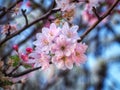 Soft focus cherry blossom or sakura flower Royalty Free Stock Photo