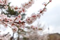 Soft focus cherry Blossom or Sakura flower of Spring in Seoul, South Korea, nature background