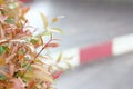 Soft focus christina tree in natural garden on blurred background with copy space. Trees with green and red leaves are planted as