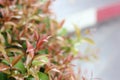 Soft focus christina tree in natural garden on blurred background with copy space. Trees with green and red leaves are planted as