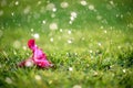 Soft focus of Close up on alone Pink flower with heavy raining Royalty Free Stock Photo