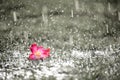 Soft focus of Close up on alone Pink flower with heavy raining o