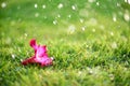 Soft focus of Close up on alone Pink flower with heavy raining o