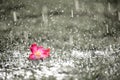 Soft focus of Close up on alone Pink flower with heavy raining