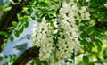 Soft focus of close-up flowering branches with white flowers of Robinia pseudoacacia Black Locust, False Acacia in spring