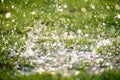 Soft focus of Close up heavy raining on green grass field