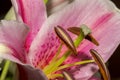 Soft focus close-up image of beautiful Pink Lily flower Royalty Free Stock Photo