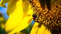 Soft Focus,Close up,Low light macro,The camera can capture the bees eating nectar from the sunflower, the bees pollinate the sunfl