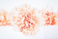 Soft focus of close up orange or peach color pastel carnation flowers. Light background Royalty Free Stock Photo