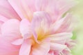 Soft-focus close-up of pink flowers