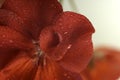 Soft focus close up of a red geranium flower Royalty Free Stock Photo