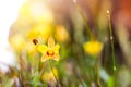 Soft-focus close-up of yellow flowers plant with bokeh