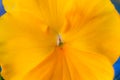 Soft focus of close up yellow pansy flower