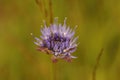 Soft focus closeup on the blue flower of sheep's bit , Jasione montana